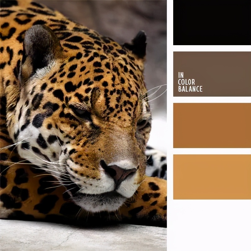 动物配色大全视频,配色的设计灵感