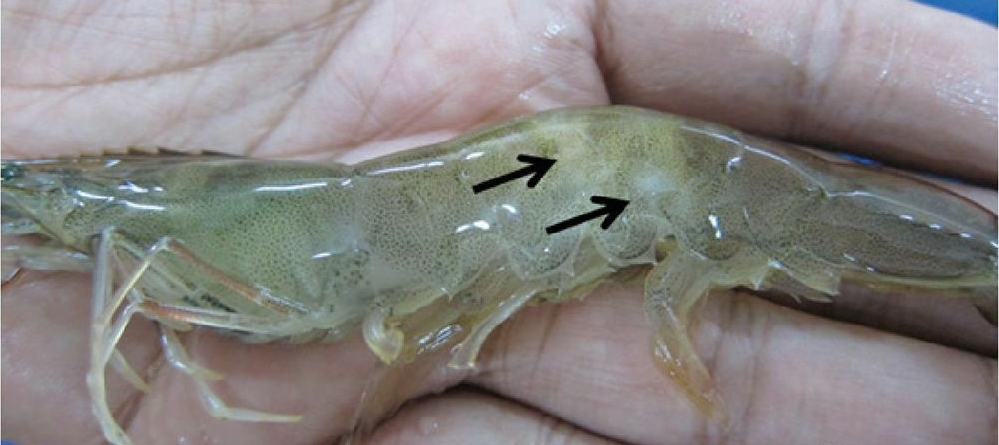 南美虾白浊怎么治疗,对虾出现肌肉白浊是什么原因