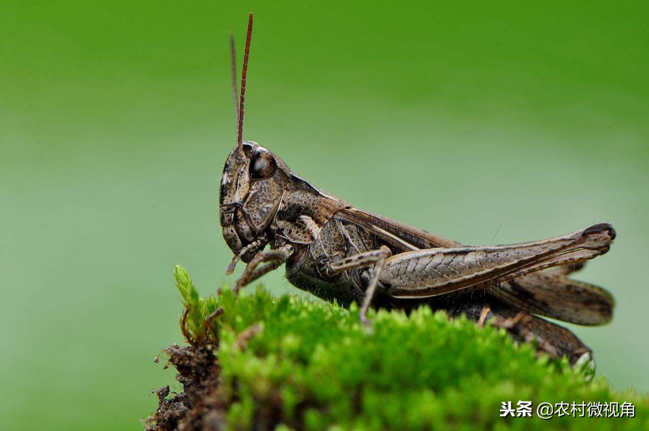 农村田间致死的虫子叫什么,地里害虫消灭的同时蚯蚓会死吗