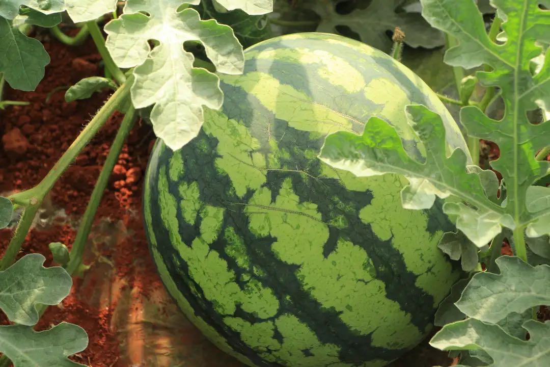 西瓜增加甜度的方法,怎样提高西瓜的甜度
