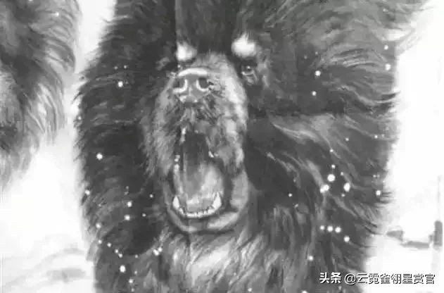 宠物猛犬藏獒,10大恶犬排名3吨巨型藏獒