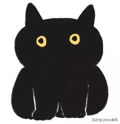 胖橘猫和黑猫,橘猫黑猫白猫哪个最可爱