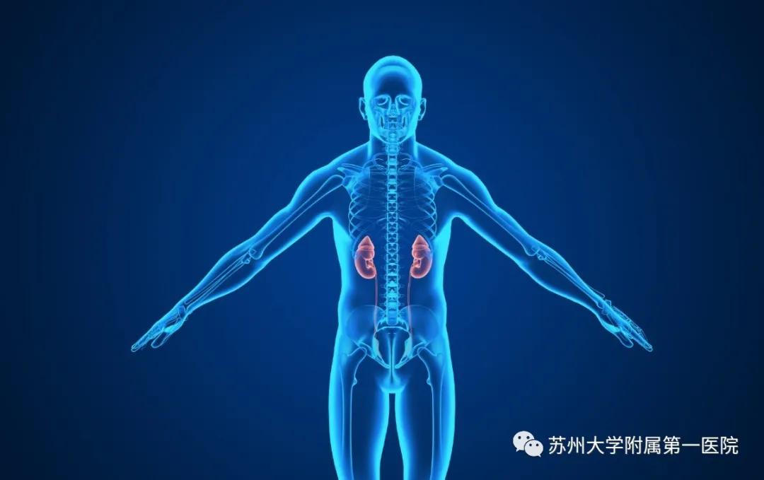补钙不引起结石吃什么钙片好,钙不够导致肾结石