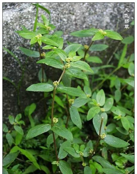 25种常见有毒的花草树木,警惕50种有毒植物