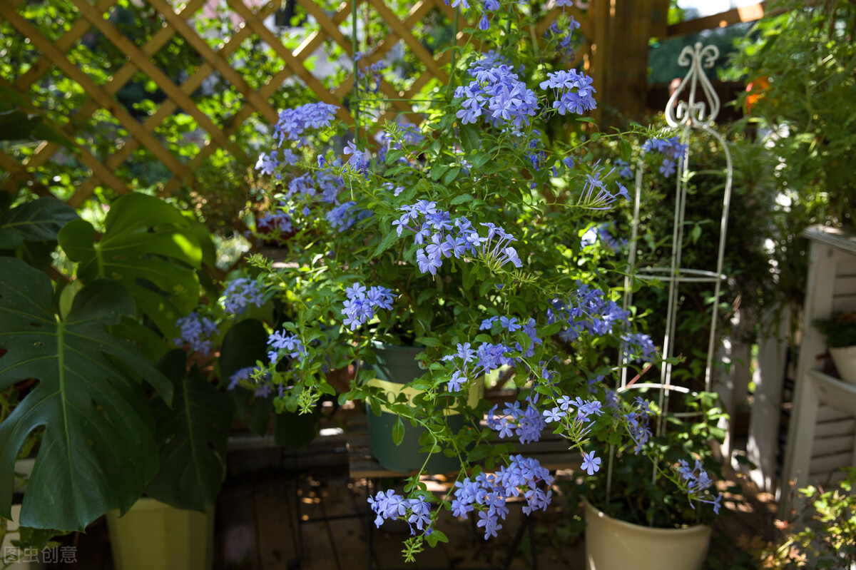 认识的100种花,室内五种好看的花卉