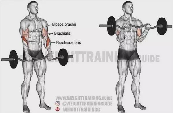 胸肩背臂腿腹训练动作,腰臀肌肉训练方法