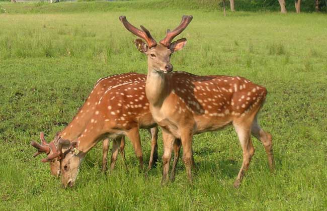 十大珍稀皮料,珍稀皮革