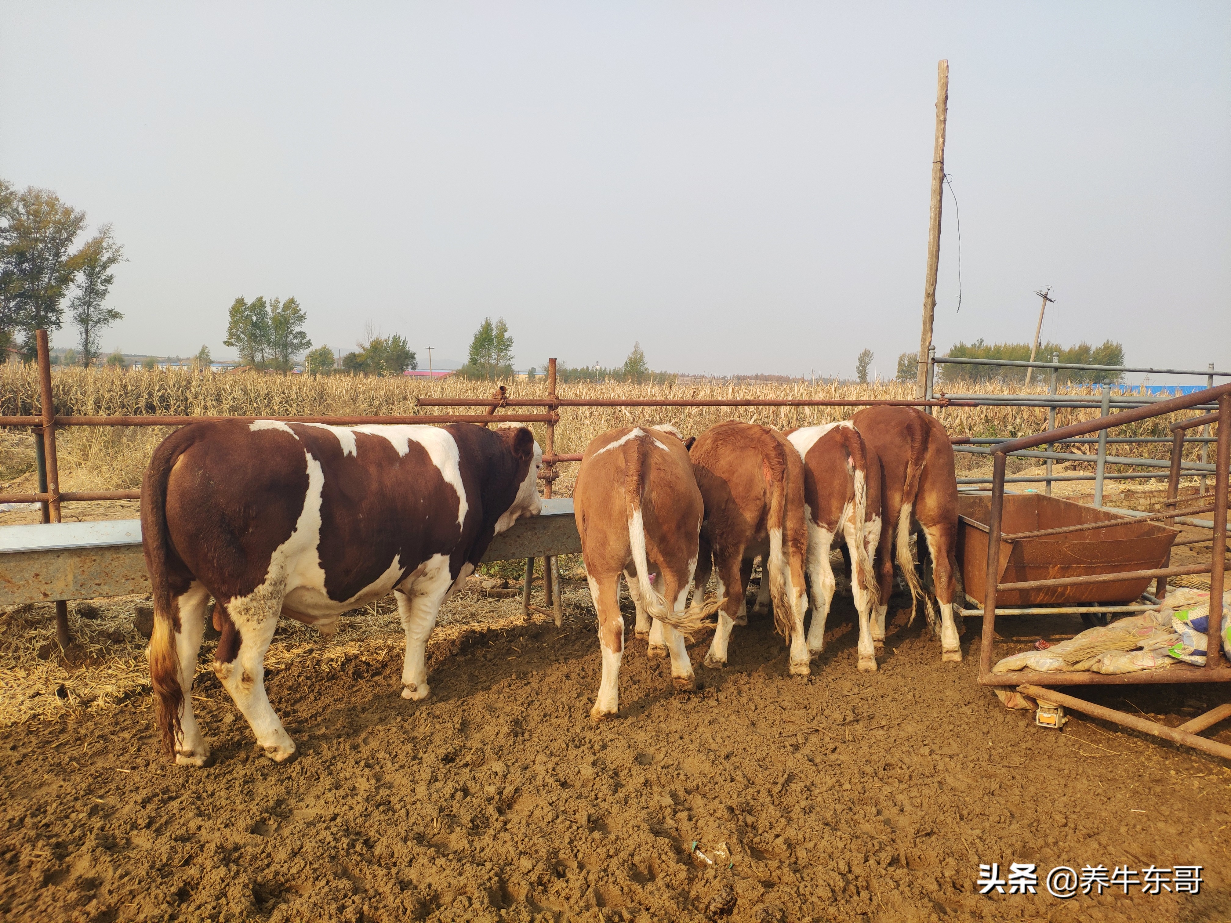 养牛东哥养牛最新视频,养牛东哥完整版