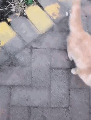救助流浪猫加菲猫,被遗弃刚出生不长的加菲猫