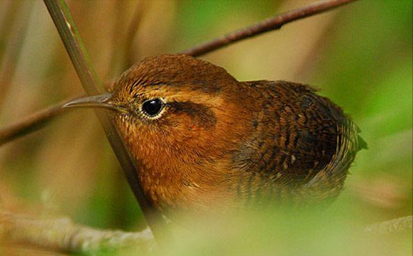 东江揽胜,惠州淡水常见鸟类图谱