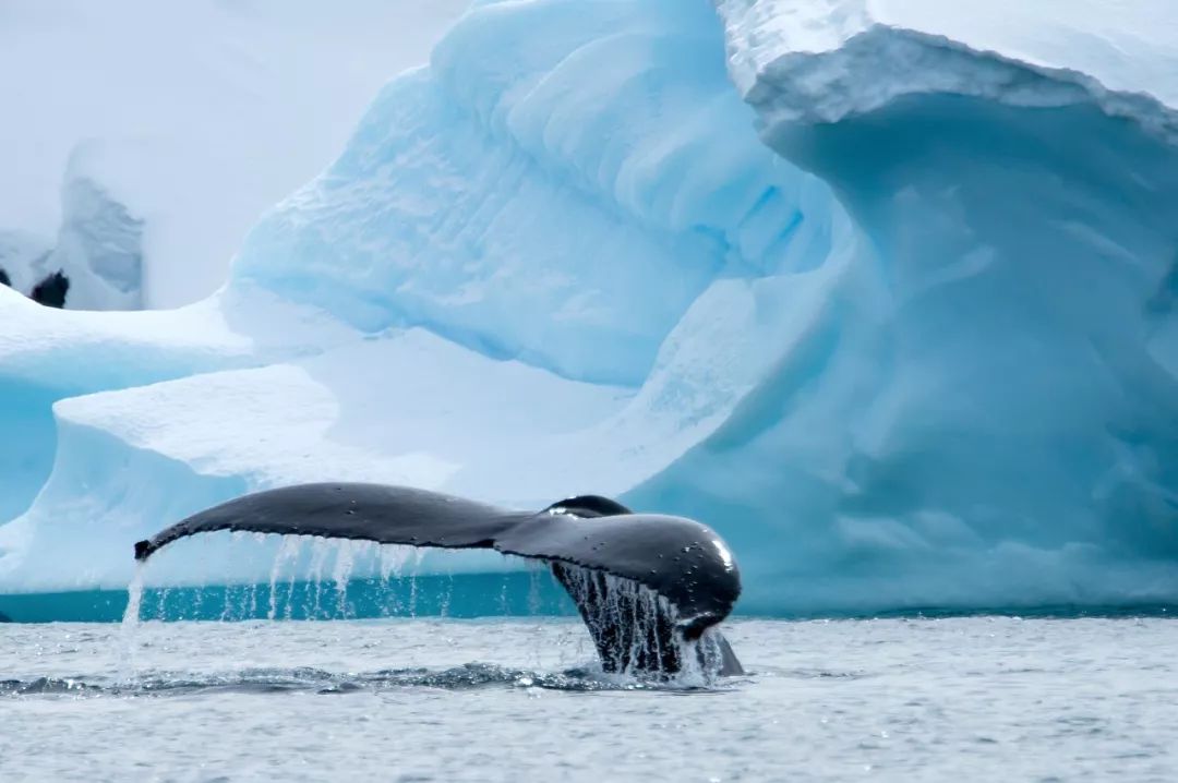 南极从哪里来的最多,南极从哪里开始到哪里结束