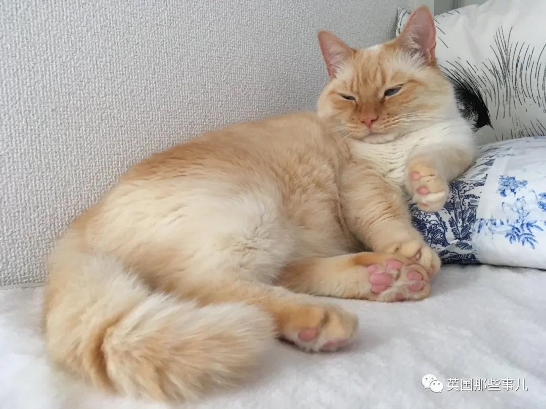 养暹罗猫会得什么病吗,养暹罗猫就像开盲盒