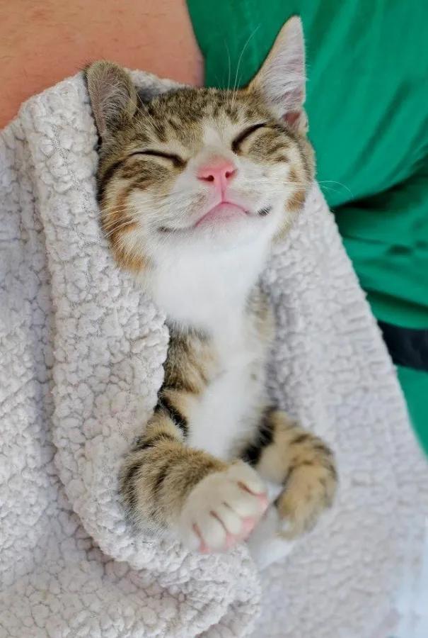 卡通猫咪微笑图片,微笑的猫咪表情包