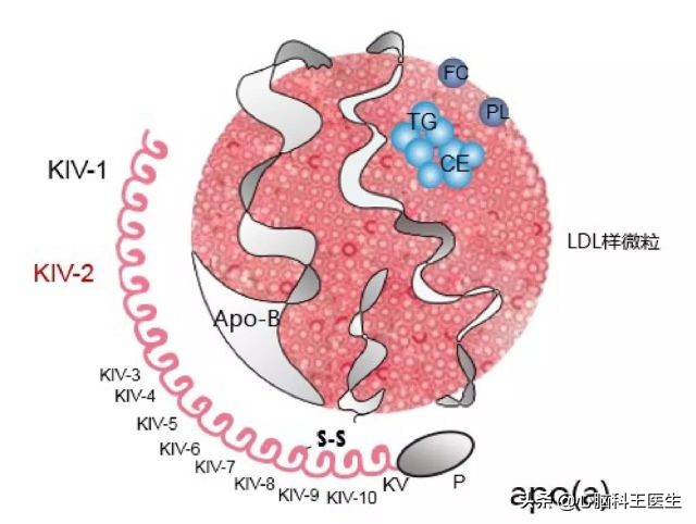 脂蛋白a高能治好吗,脂蛋白a高吃他汀降不下去咋办