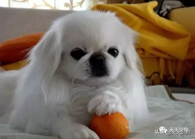 狗狗肠胃不适应该让它吃什么,肠胃脆弱狗狗饮食