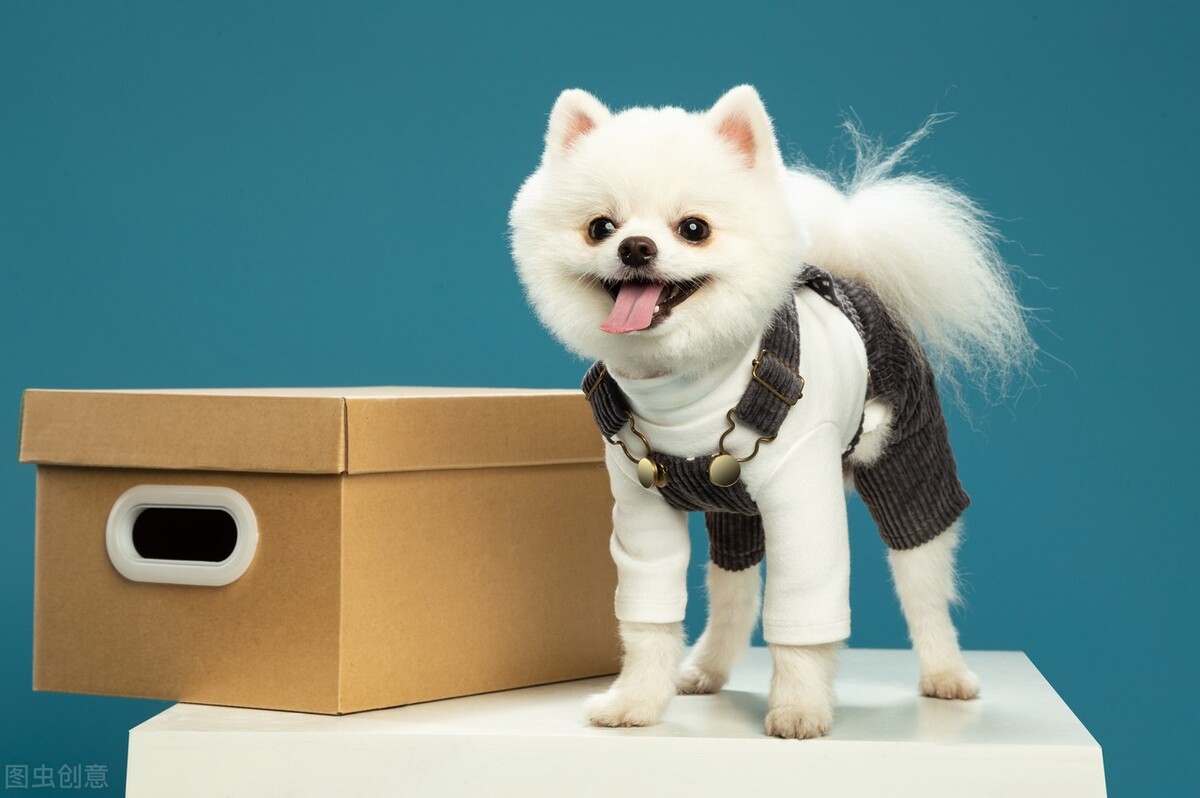 博美狗狗泪痕怎么去除最快最有效,博美有泪痕为什么比有泪痕的贵