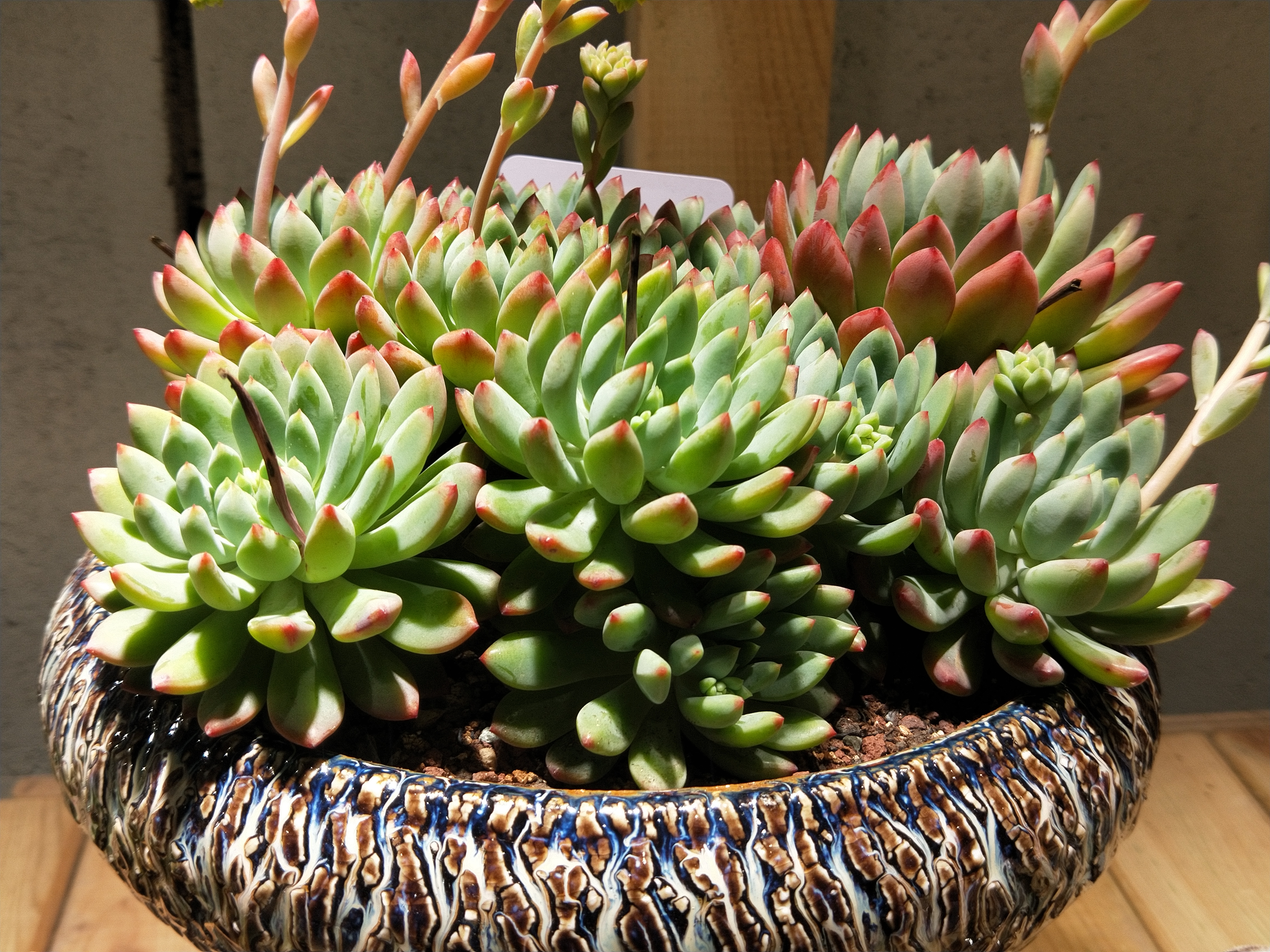 多肉叶片干瘪怎么补救,多肉植物叶片干枯怎么办