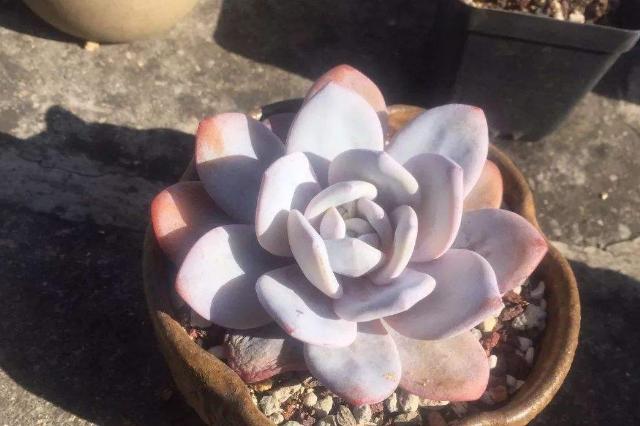 冬天多肉种好后怎么处理,多肉怎么过冬保暖