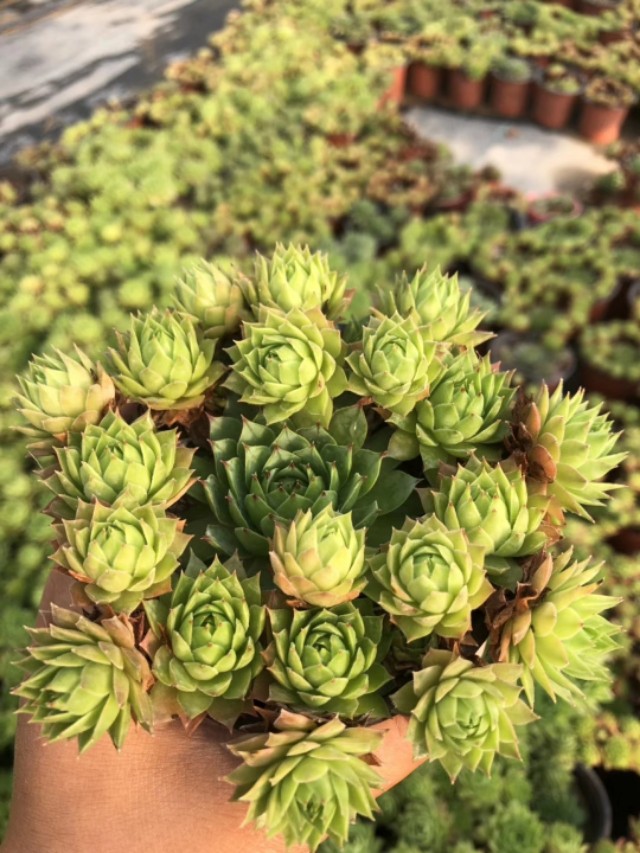 多肉观音莲侧芽怎么处理,多肉观音爆盆
