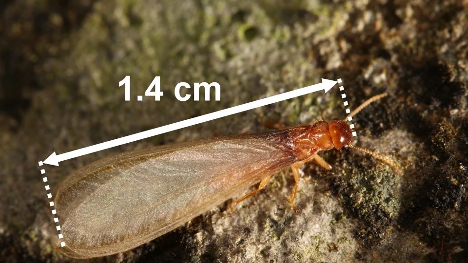 ​雨后爆发的飞蚁，靠超强繁殖苟了2亿年却沦为“优质蛋白来源”