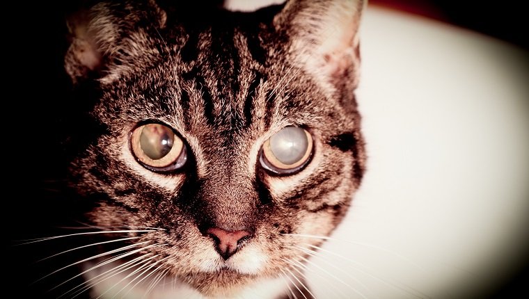 猫白内障用什么眼药水,猫得了白内障可以养吗