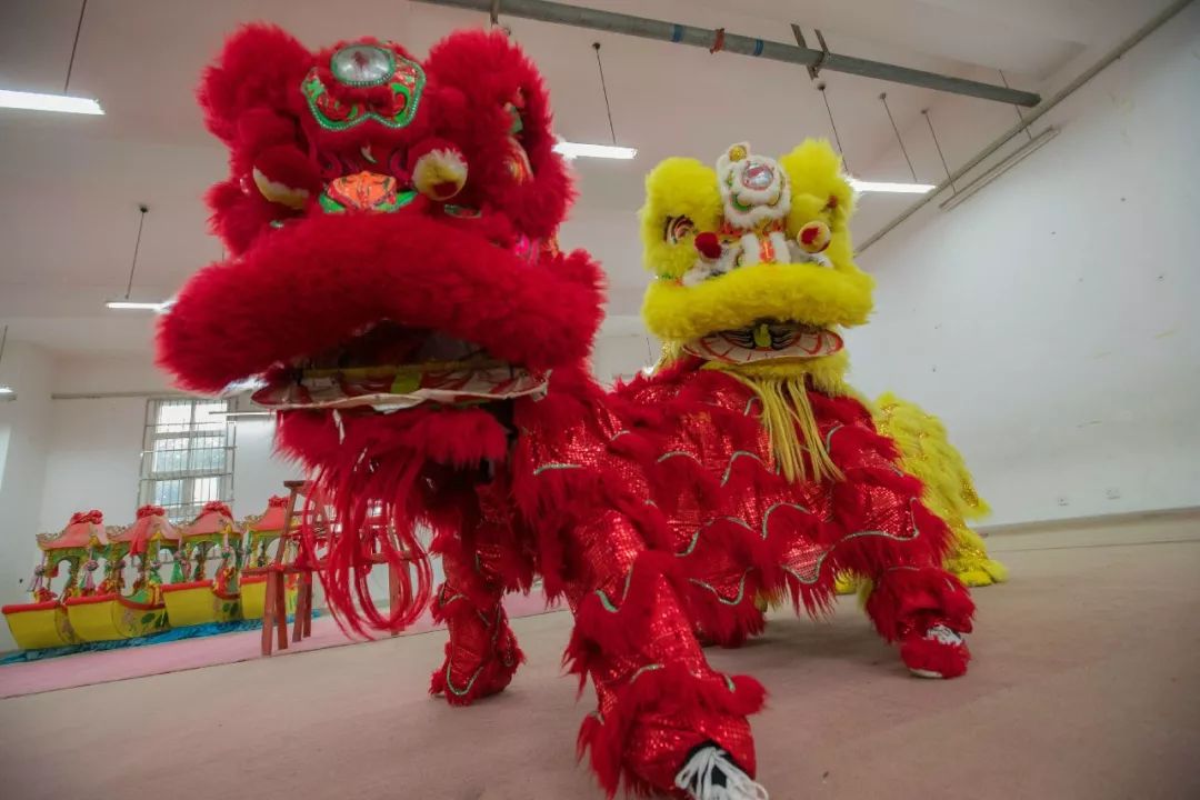 这群中江狮子为啥逗人爱？能跳能翻还会抓痒眨眼、难怪火了7年