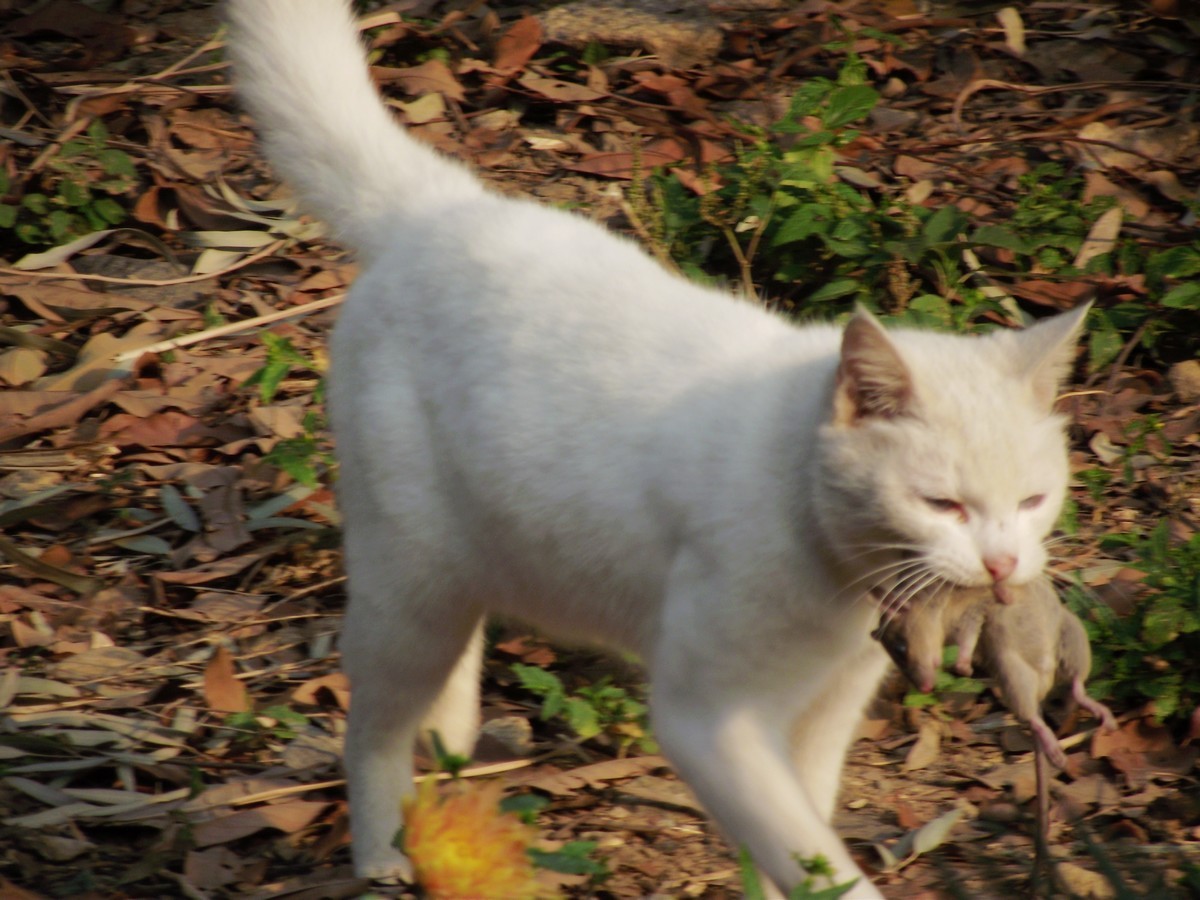 李时珍不吃猫的原因,李时珍为什么说猫不能吃鲜鱼