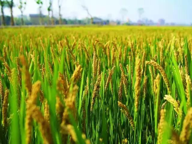 离杭17min，意大利设计师做了一个“最中国”的庄园，媲美安缦