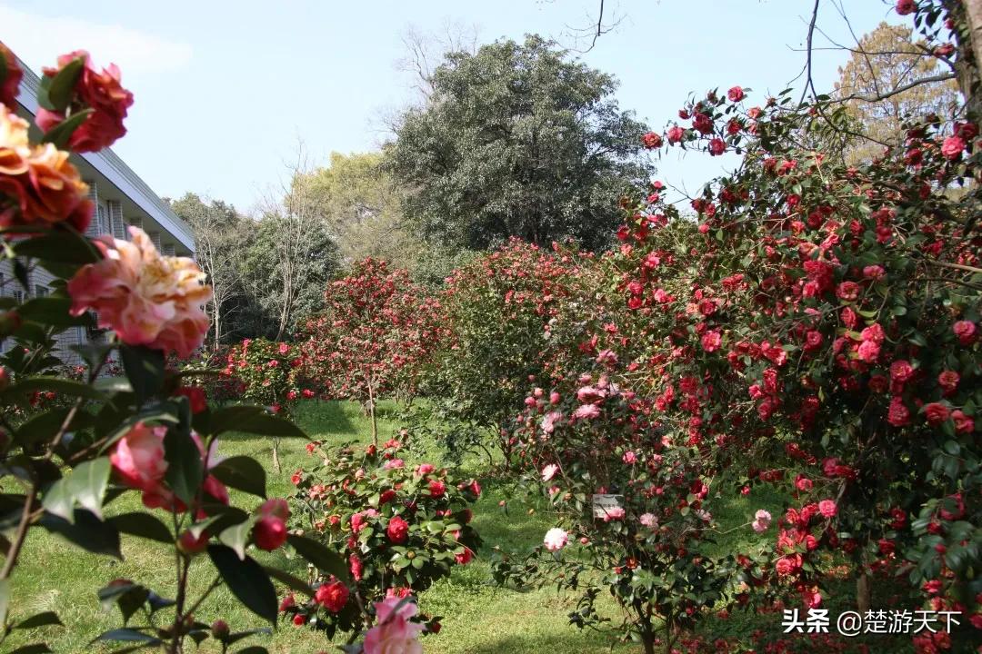 茶花盛开的地方有哪些,湖北有茶花吗