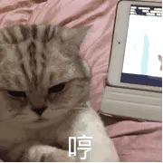 从来没出过家门的猫咪可以出门吗,从来没出过门的猫咪能带出去玩吗