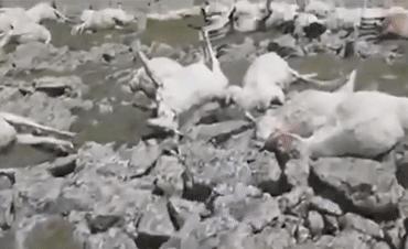 550只羊被雷劈死,500头羊被闪电劈死