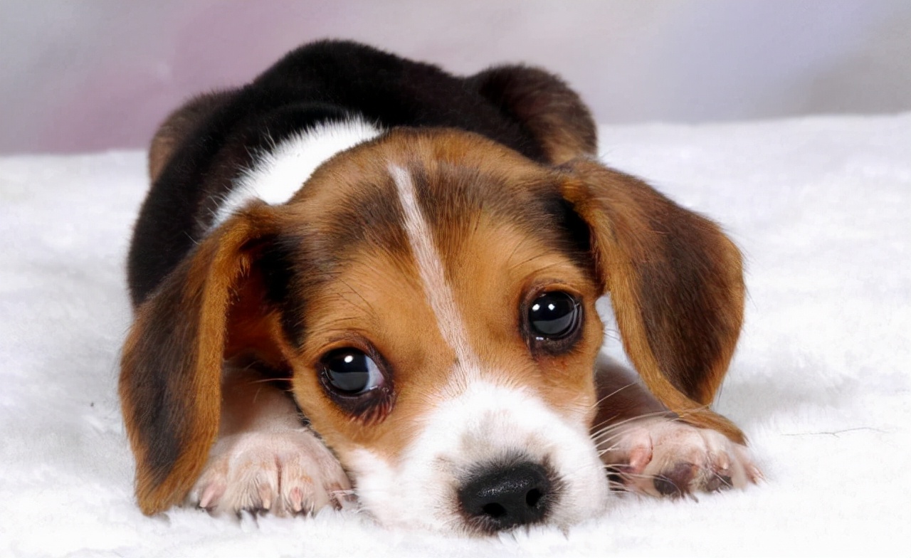 狗狗经常拉肚子,狗狗经常腹泻怎么办最快解决