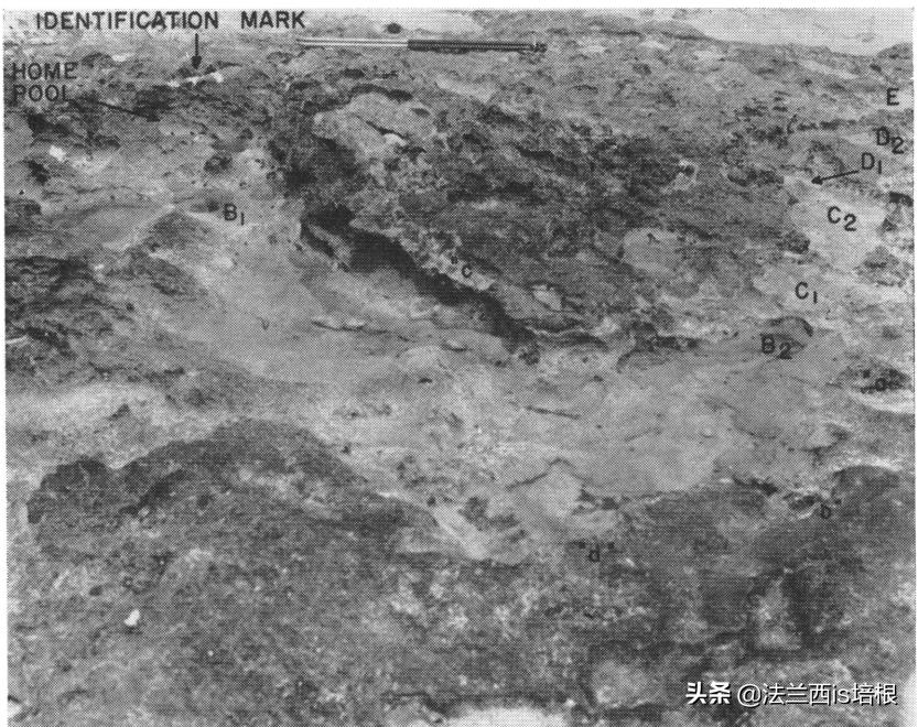 鱼的记忆只有七秒钟为什么是错的,鱼的记忆真的有七秒吗细思极恐