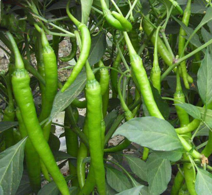 种植土豆不光滑？黄瓜、茄子、辣椒易长弯？用这些方法帮你解决