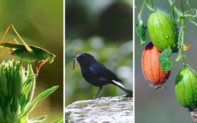二十四节气立夏ppt课件免费,二十四节气立夏的诗句古诗