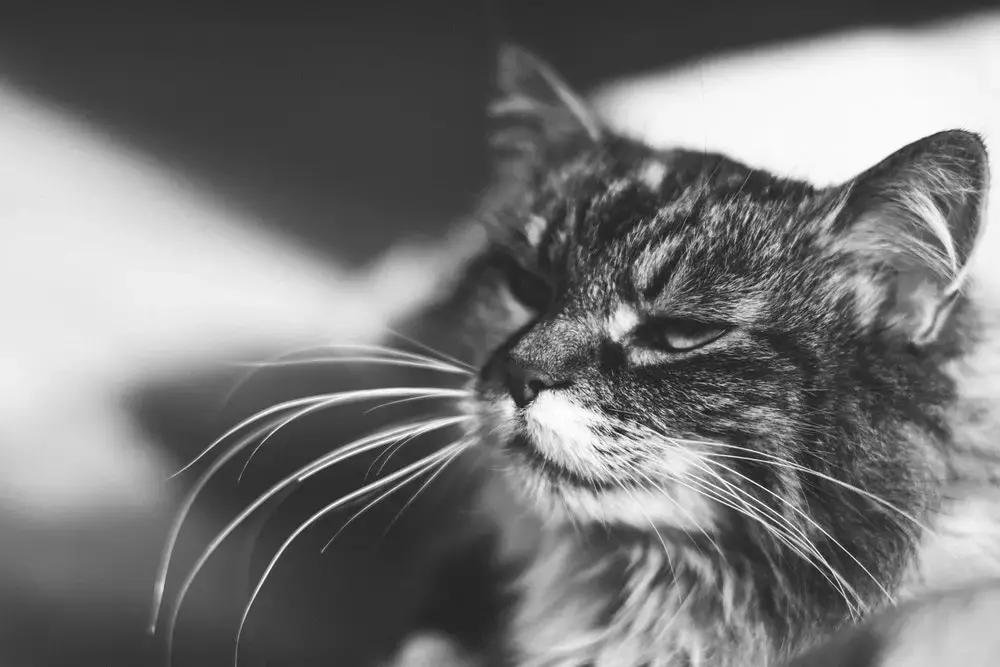 怎么让猫咪爱上喝水,如何让猫咪爱上喝水