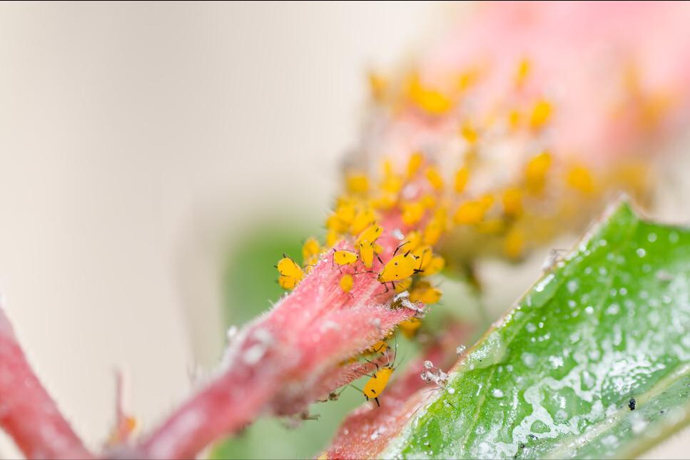 目前防治蚜虫最有效是什么药,蚜虫最简单有效的防治方法蔬菜