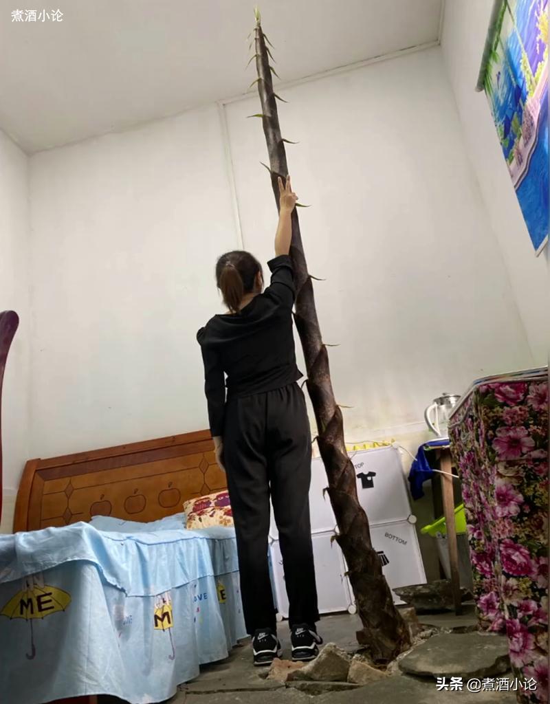 湖南女教师宿舍长出4米高竹笋,湖北女教师宿舍长出竹笋