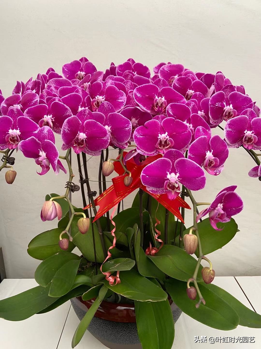 蝴蝶兰花谢后怎么办,蝴蝶兰花谢掉了用营养土行吗