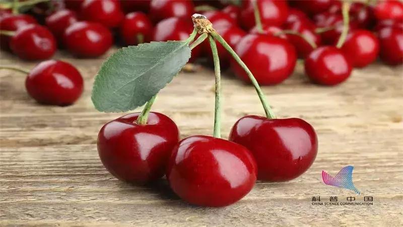 樱桃里的小白虫吃了会怎么样,樱桃里边的白虫吃了有危害吗