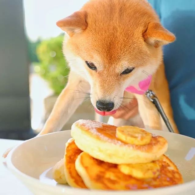 比人还会拍照的狗，简直萌炸朋友圈了