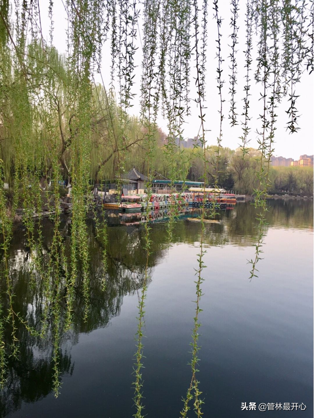 文人骚客喜欢用植物中的什么,古代文人志士爱好哪些植物