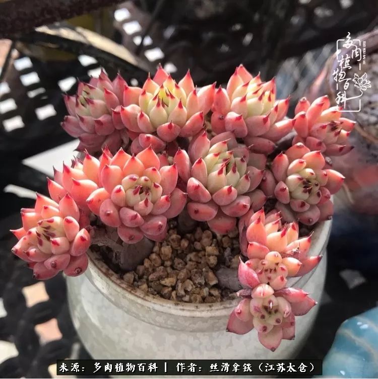 秋叶将落,秋叶即将落下你依然美丽