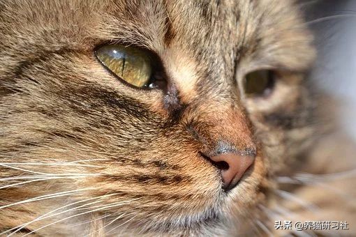 猫咪眼睛黄色粘稠分泌物怎么处理,猫咪眼睛红肿有脓性分泌物怎么治