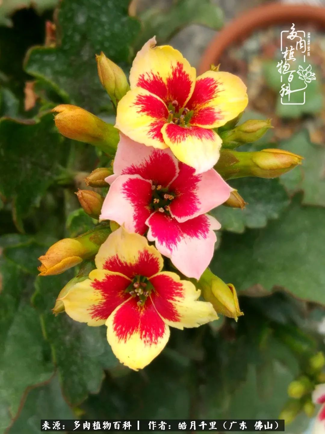 多肉娇气养不活多肉的10个秘密,养多肉是件很治愈的事情