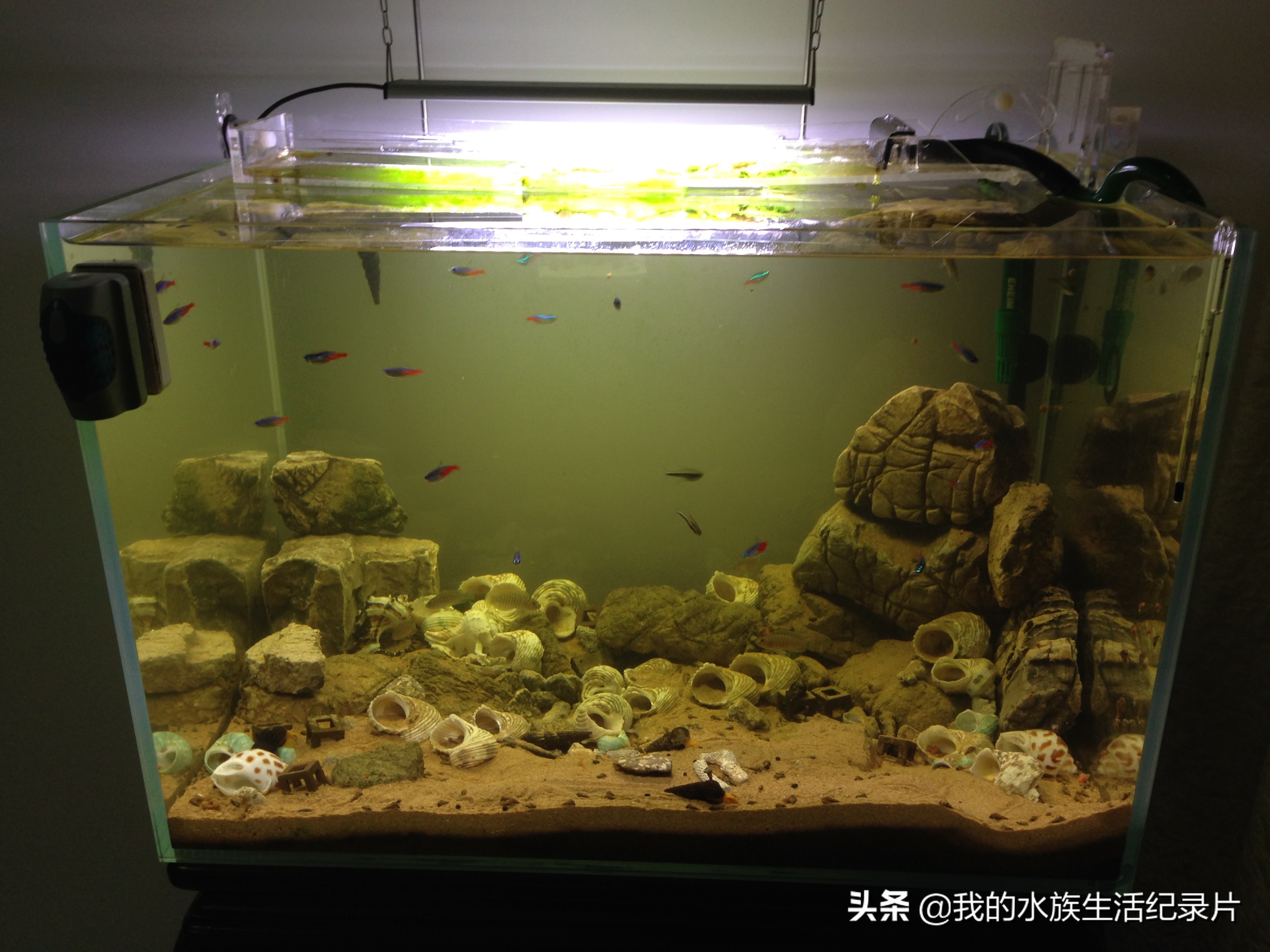 自制亚克力板过滤器,自制鱼缸用玻璃还是亚克力板好