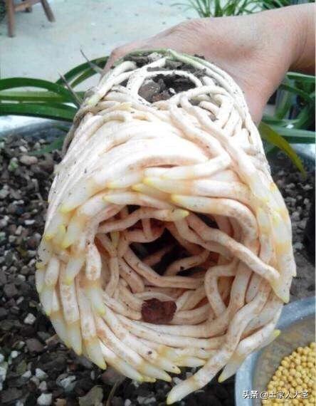 兰花如何引根和如何养根,兰花种植之前要杀菌处理吗