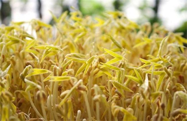 为什么生豆芽容易烂,发豆芽怎样解决腐烂问题