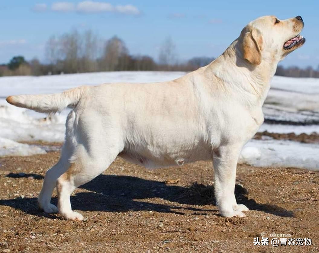 宠狗关注事项,宠兽小知识大全