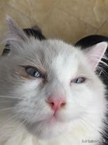 猫视力不好怎么办,猫视力不好怎么躲避障碍物
